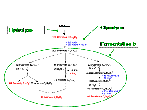 Metabolism of Ruminicoccus flavefaciens